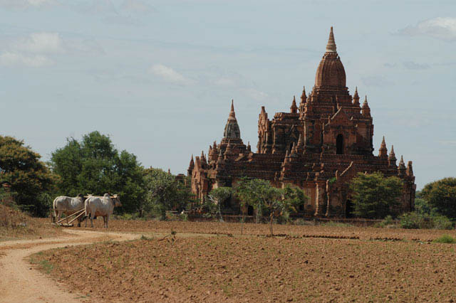 bagan005