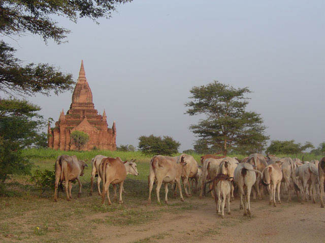 bagan496